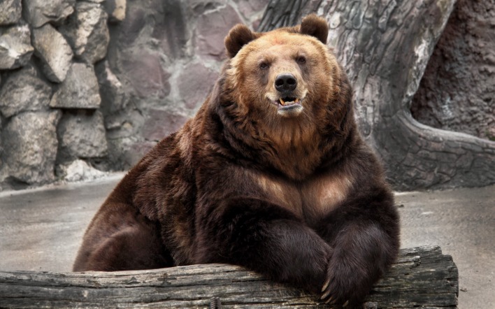 медведь bear