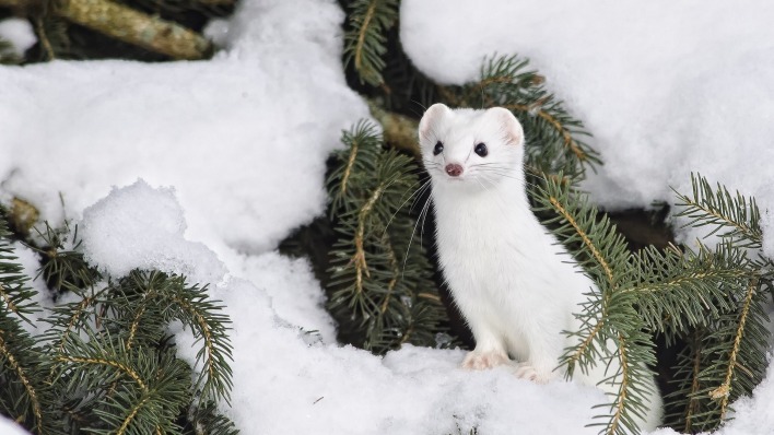 природа животные белый зима снег