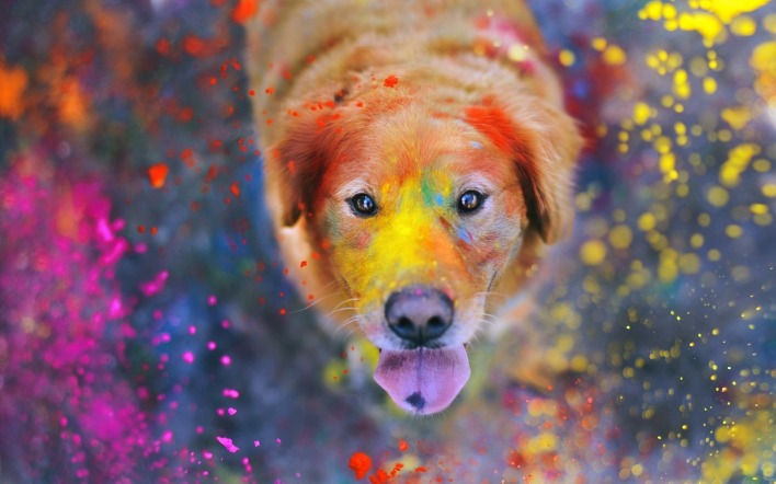 природа животные собака фестиваль красок холи