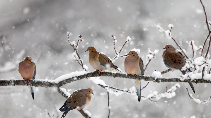 природа животные птицы деревья зима снег