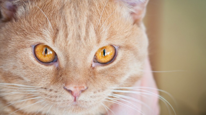 природа животные кот глаза рыжий