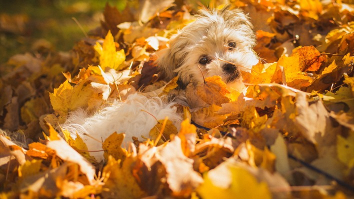 природа животные собака осень листья