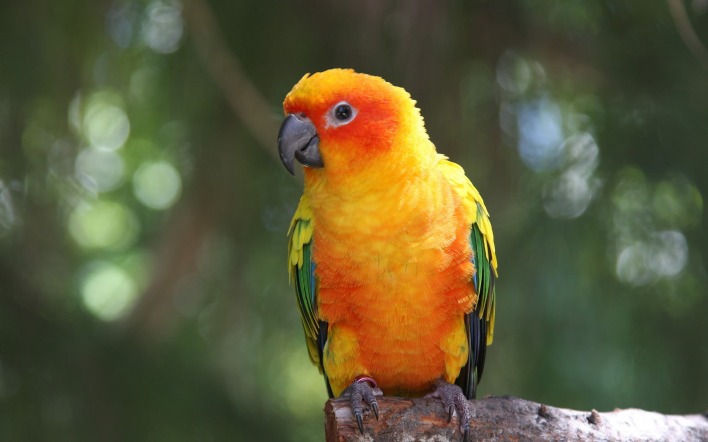 природа животные попугай