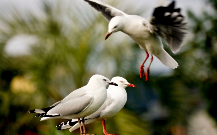 природа животные птицы белые