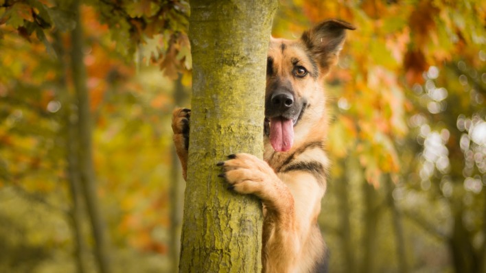 природа животные собака деревья язык