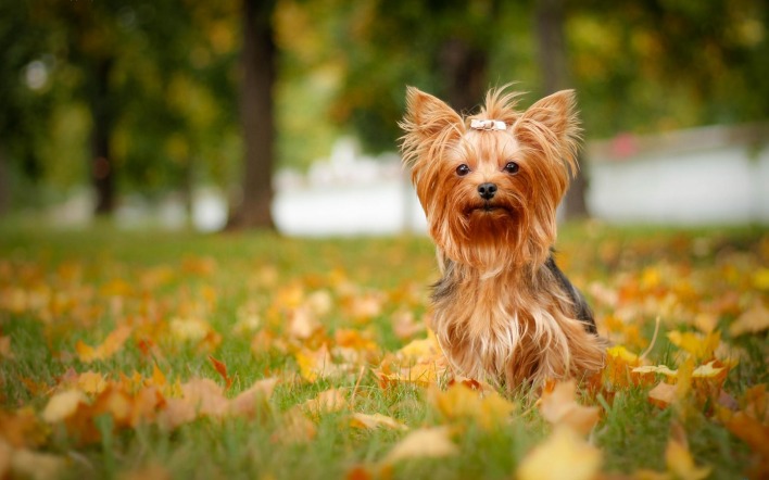 природа животные собака трава листья осень