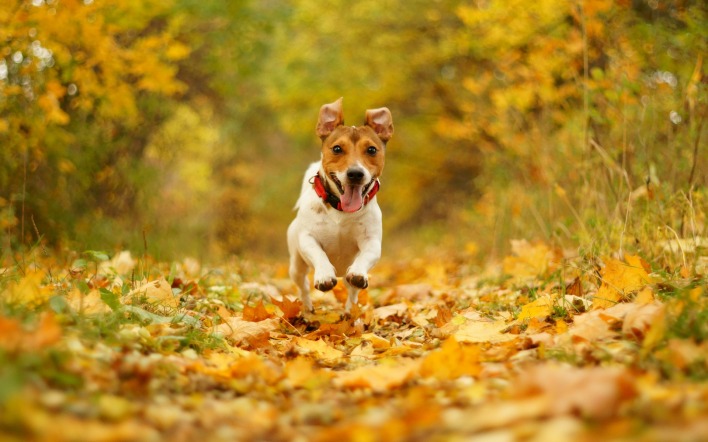 природа животные собака листья осень