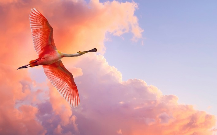 природа птицы розовый фламинго небо облака