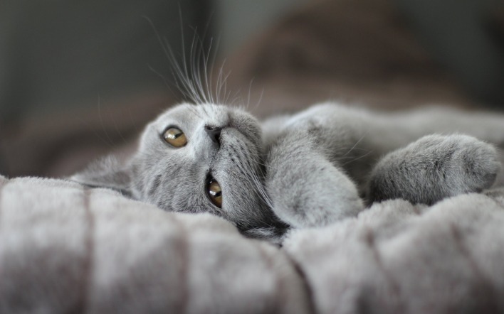 природа животные кот серый