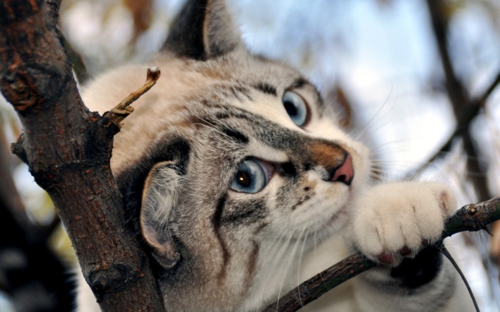 природа кот котенок деревья