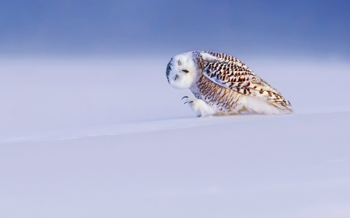 природа животные сова птицы снег зима