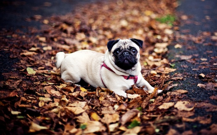 природа животные собака мопс листья осень
