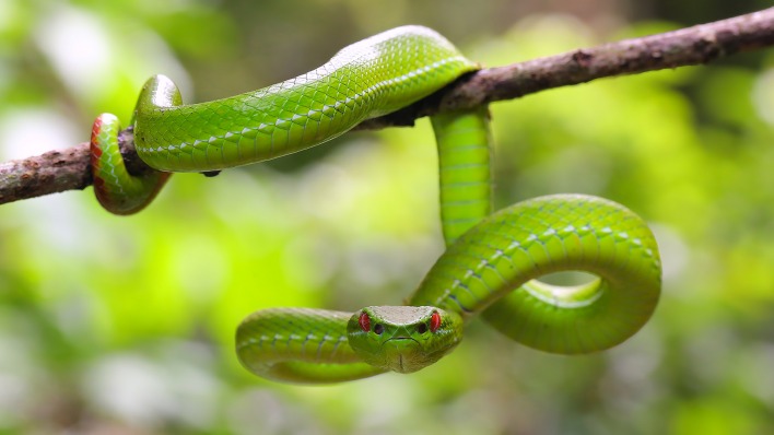 природа животные змея зеленый