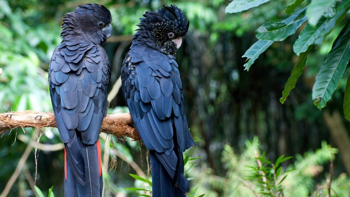 природа животные птицы попугаи