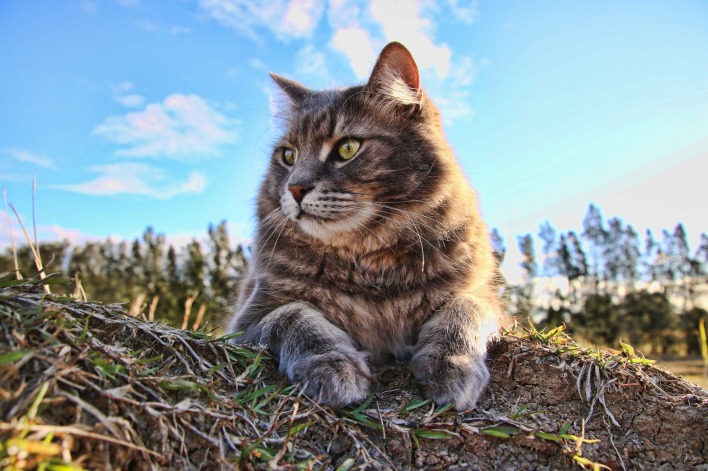 Кот трава взгляд