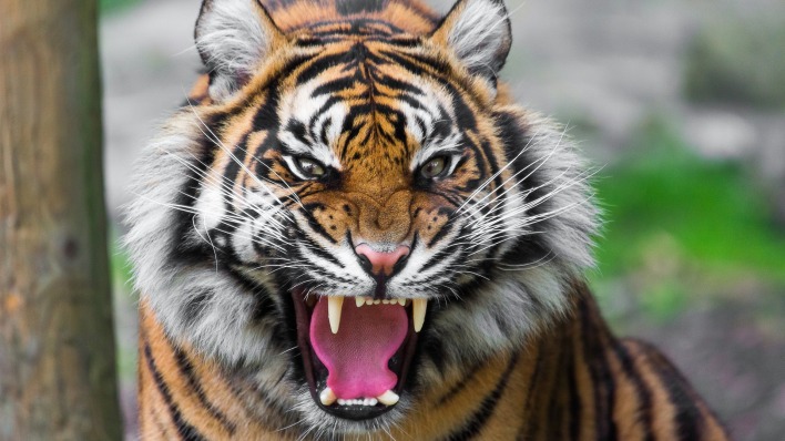 тигр пасть хищник