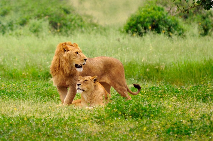 лев львица трава