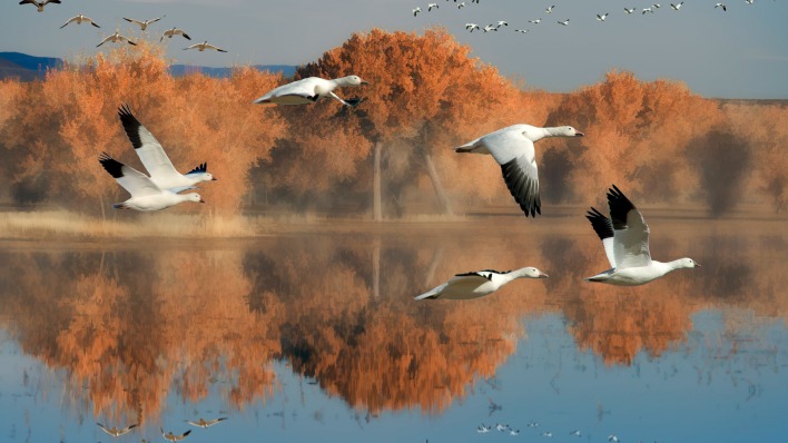 птицы озеро деревья полет