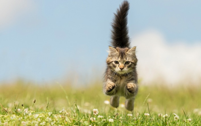 Котенок прыжок трава поле