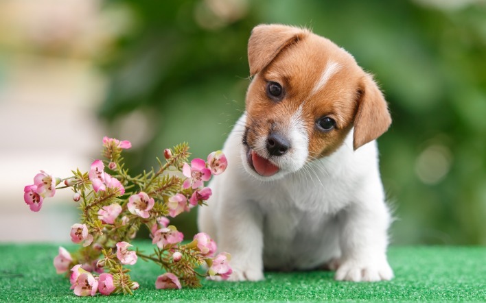 собака щенок цветы