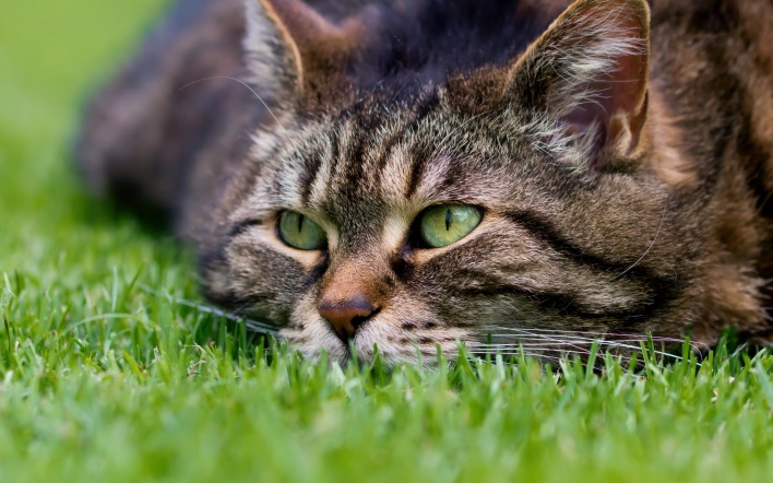кошка взгляд трава