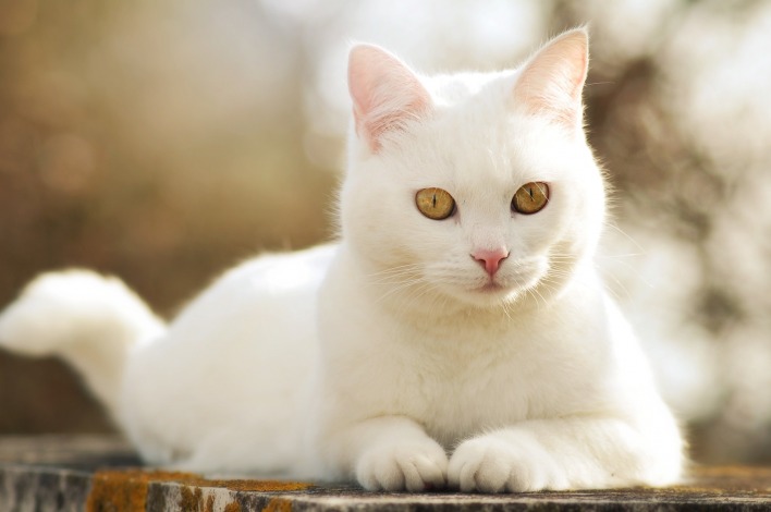 кошка белая