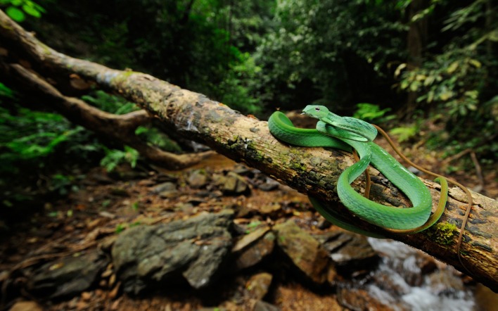 природа животные змея деревья