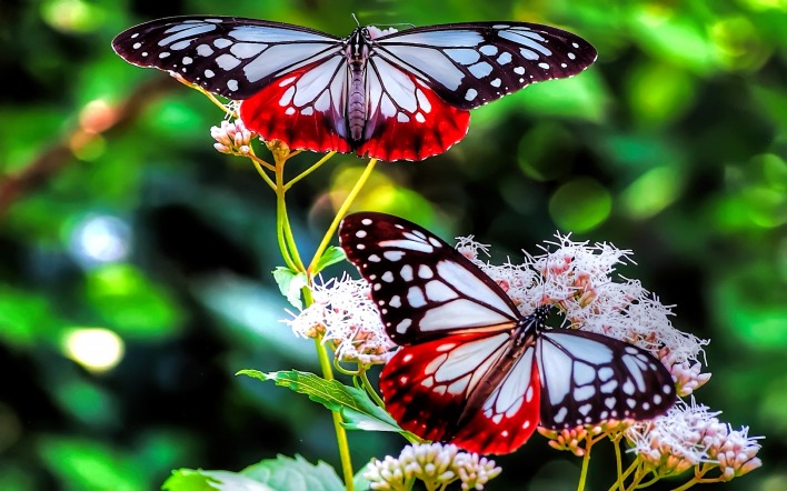 бабочки зелень природа