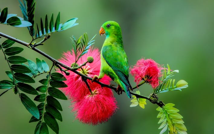 природа животные птицы попугай цветы деревья