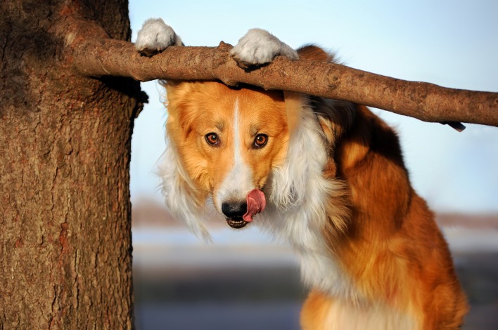 собака дерево ветка