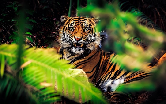 тигр хищник лес