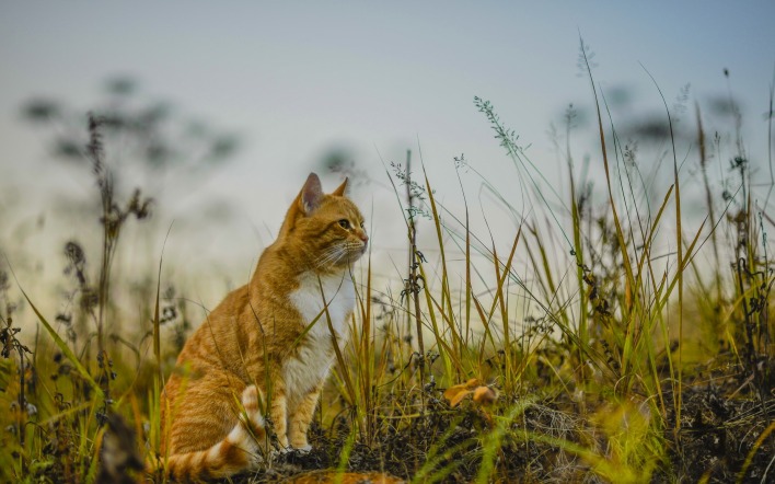 природа животные кот рыжий трава