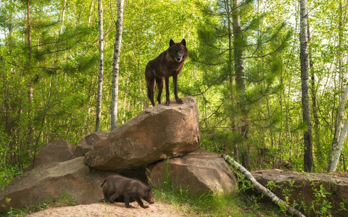 волк черный камни лес