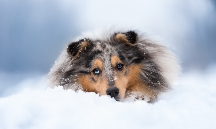 собака грусть зима
