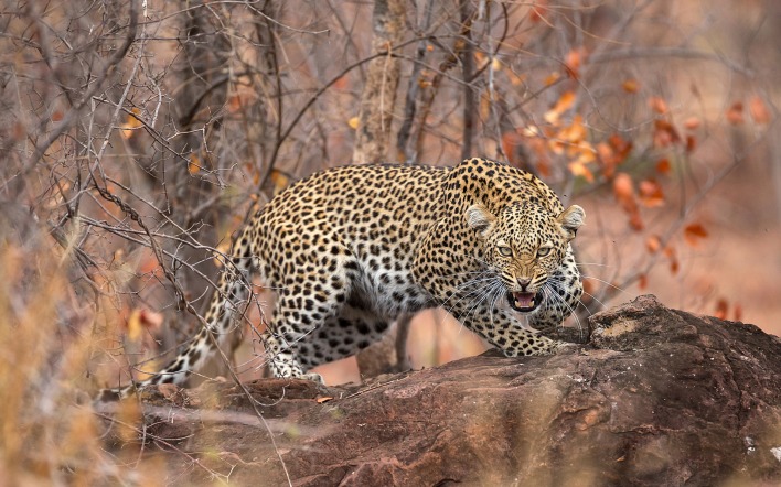 леопард пасть хищник лес