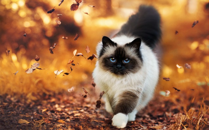 кошка осень листва