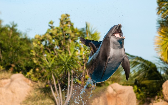 дельфин прыжок брызги