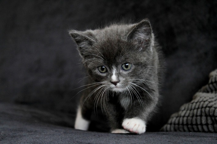 котенок черный белые лапки