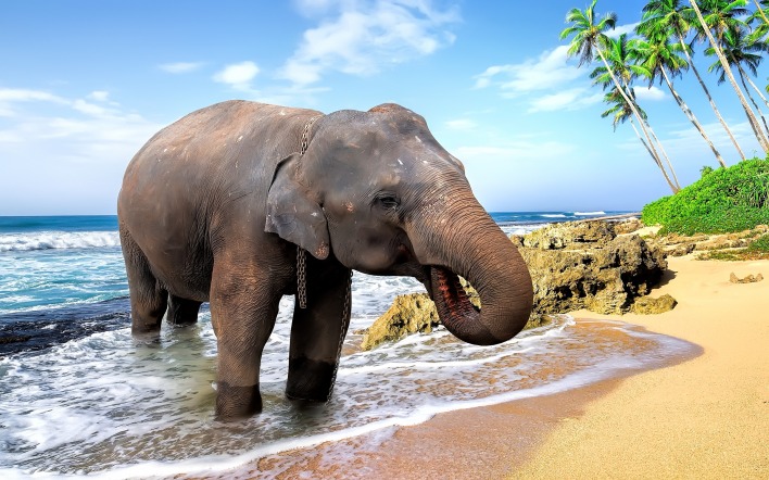 слон берег пляж