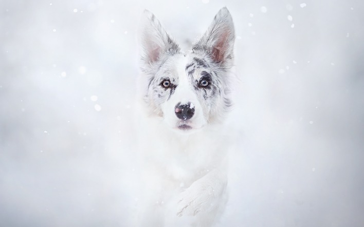 собака снег взгляд