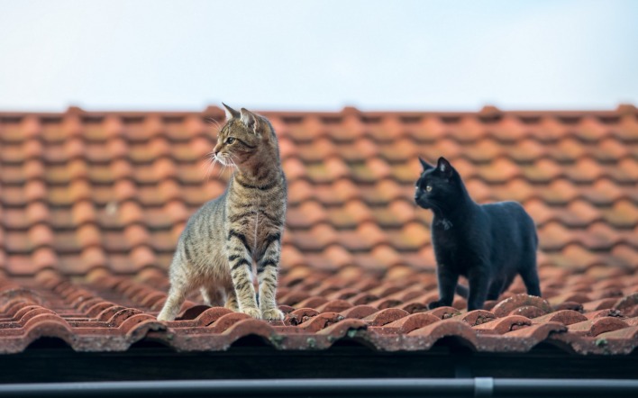 коты крыша черепица
