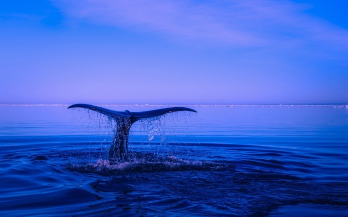 синий кит море небо