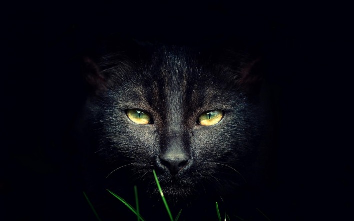 черный кот глаза фон