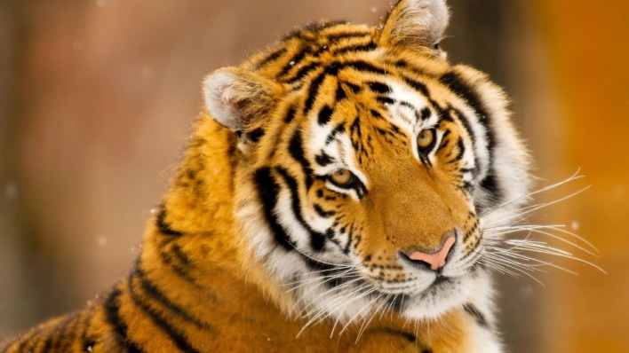 тигр взгляд