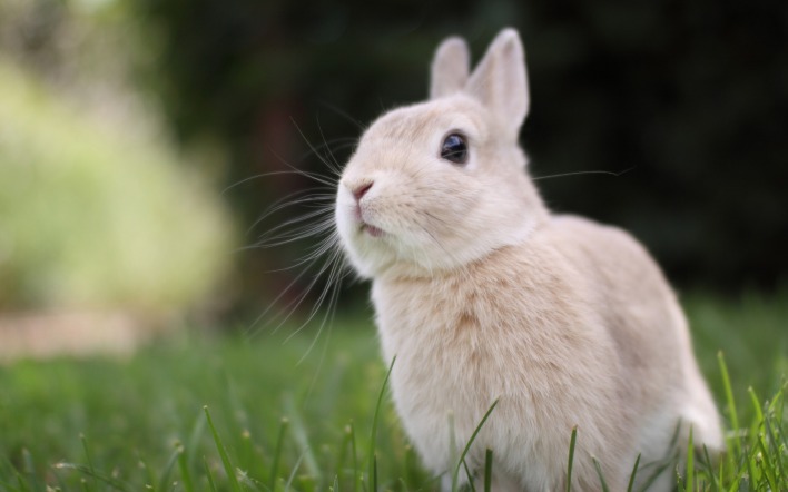 кролик трава лес
