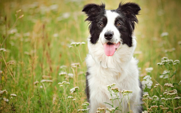 собака трава полевые цветы