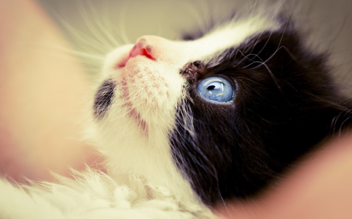 котенок мордочка глаза взгляд