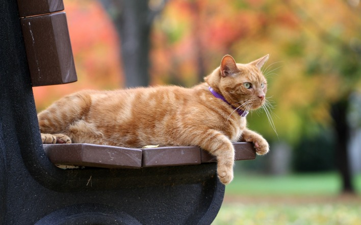кот скамейка деревья осень