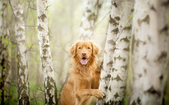 собака язык деревья березки