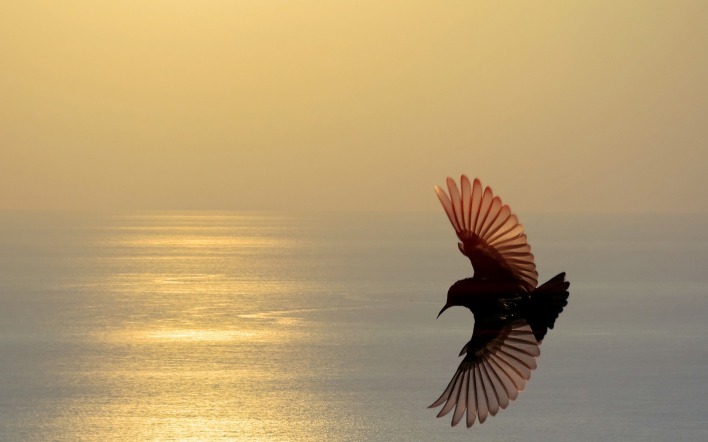 птица полет крылья море небо закат